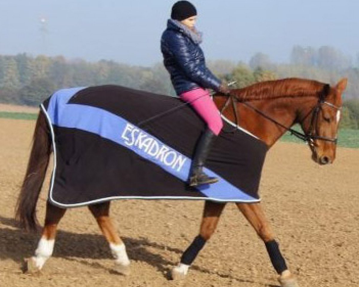 Jumper Walando 12 (Hanoverian, 1998, from Wittinger)