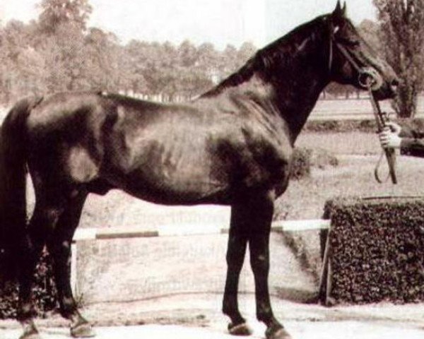 Semental Ułus Km.448 (Malopolska, 1951, de Zbaraz AA) Semental Ułus Km.448 (Malopolska, 1951, de Zbaraz AA)
