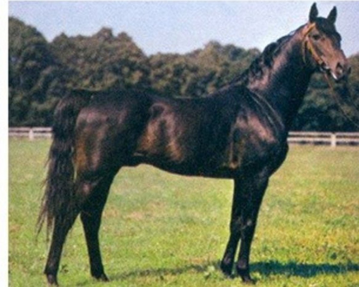 stallion Amok AA (Anglo-Arabs, 1968, from Ułus Km.448)