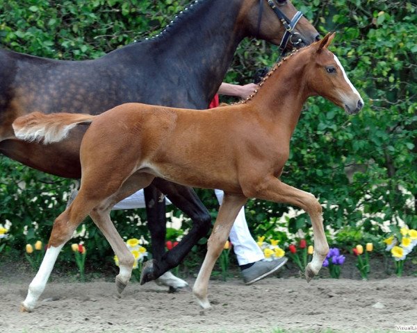 jumper Otto 204 (German Riding Pony, 2012, from Chic in Time)