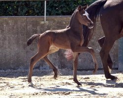 Pferd Stute von Fynch Hatton / Totilas (Oldenburger, 2022, von Fynch Hatton)
