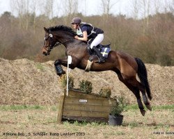 dressage horse Athlone Bob (Irish Sport Horse, 2002)