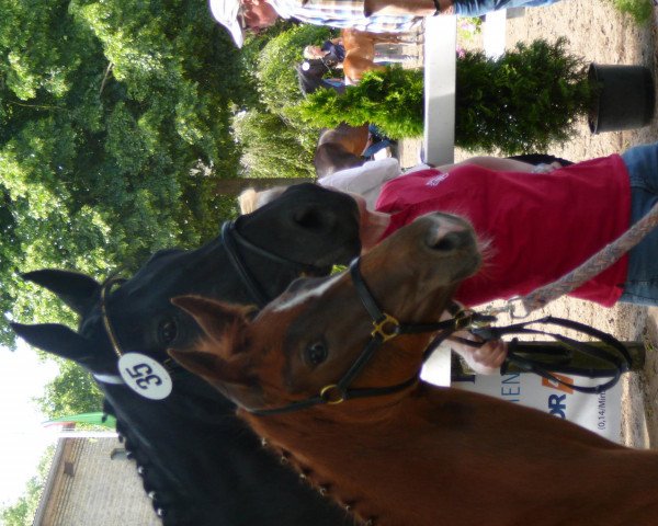 broodmare Rafinha (Westphalian, 2013, from Rational 2)
