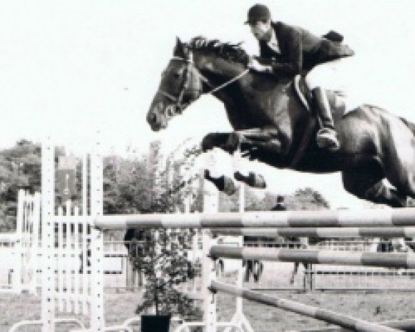 broodmare Kalinka de Rouhet (Selle Français, 1976, from Le Pontet xx)