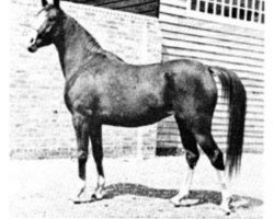 broodmare Indian Crown EAO (Arabian purebred, 1935, from Raseem 1922 ox)