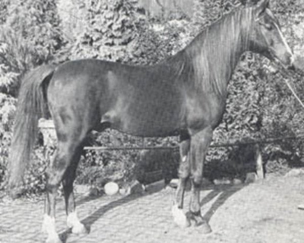 stallion Rissaz ox (Arabian purebred, 1965, from Indriss ox)