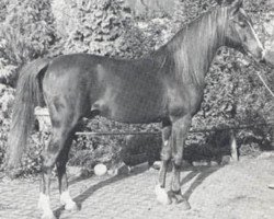 stallion Rissaz ox (Arabian purebred, 1965, from Indriss ox)