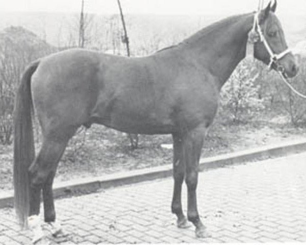 stallion Orion ox (Arabian purebred, 1969, from Rissaz ox)