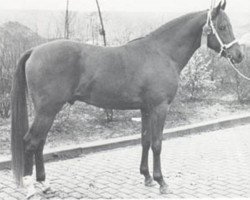 stallion Orion ox (Arabian purebred, 1969, from Rissaz ox)