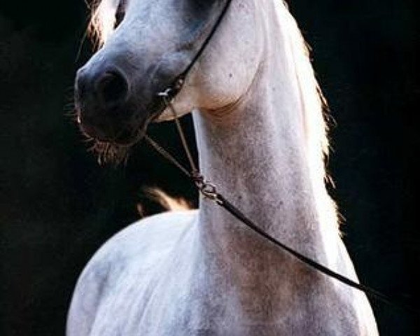 stallion Al Adiyat Inshass ox (Arabian purebred, 1985, from Messaoud 1979 ox)
