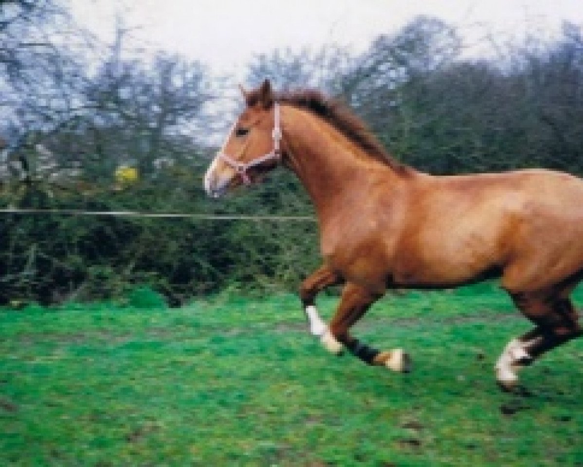 broodmare Alma de Rouhet (Selle Français, 1988, from Alme)