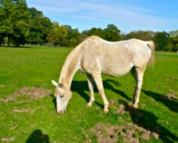 broodmare Elsena de Rouhet AA (Anglo-Arabs, 1992, from Iago C AA)
