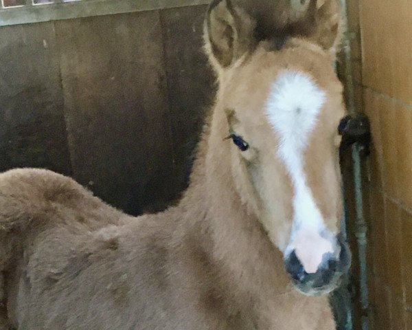 stallion Theo (German Riding Pony, 2022, from The Braes My Mobility)