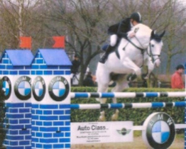 horse Jeloce de Rouhet AA (Anglo-Arabs, 1997, from Veloce de Favi AA)