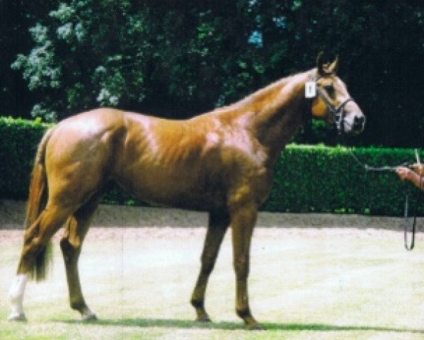 horse Maestro de Rouhet (Selle Français, 2000, from Ahorn Z)