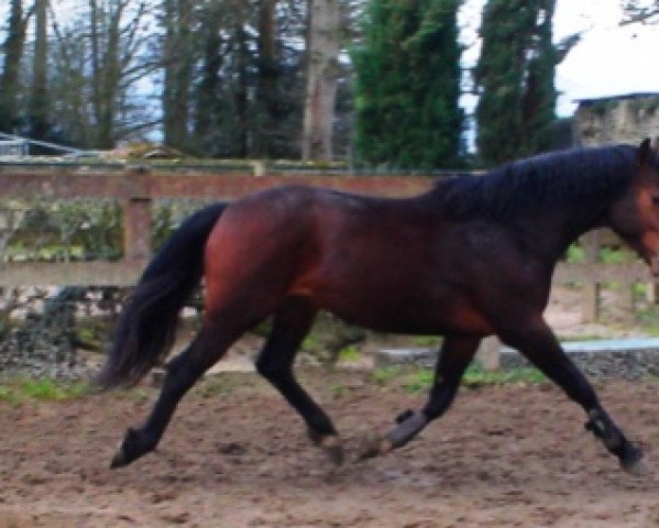 horse Quick de Rouhet (Selle Français, 2004, from Litchi Hoy)