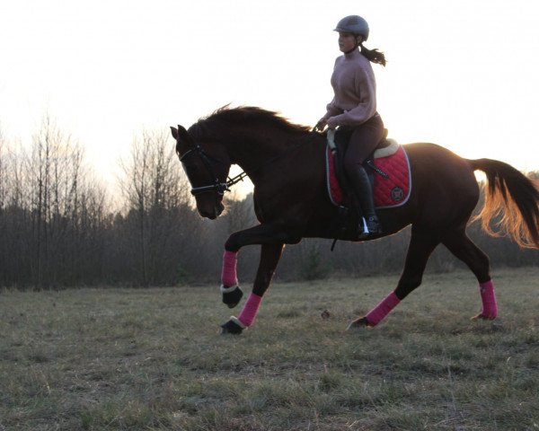 jumper Lady Luana 3 (German Sport Horse, 2008, from Lord Fantastic)