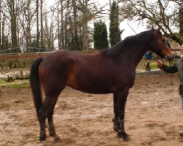 jumper Quinine de Rouhet (Selle Français, 2004, from Dollar du Murier)