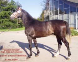 Springpferd Quad de Rouhet (Anglo-Araber, 2004, von Zandor Z)
