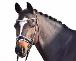 dressage horse Macao 41 (German Riding Pony, 2010, from FS Maracaibo)