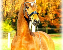 dressage horse Cardeur 3 (Hanoverian, 2008, from Cardenio)