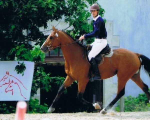 horse Uno de Rouhet (Selle Français, 2008, from L'Arc de Triomphe)