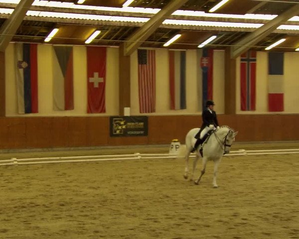 Reitturnier Weikersdorf am Steinfelde 2022