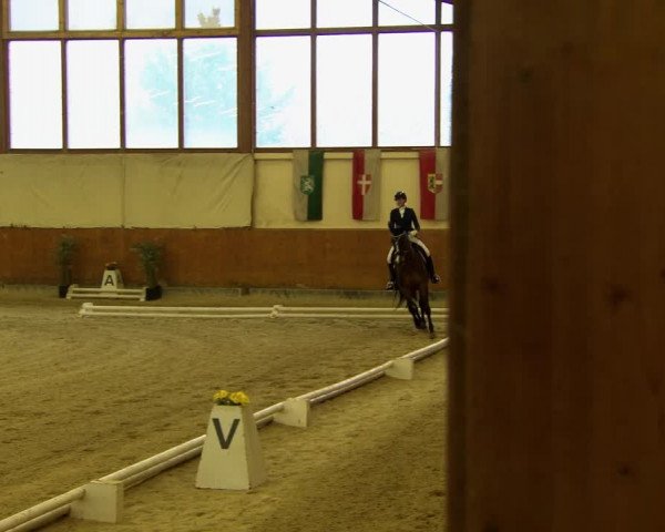 Reitturnier Weikersdorf am Steinfelde 2022