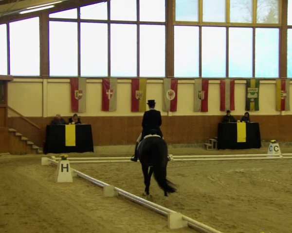 Reitturnier Weikersdorf am Steinfelde 2022