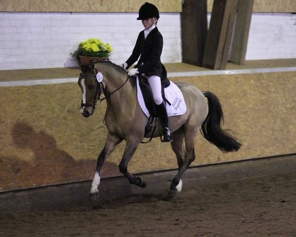 horse Desperado (German Riding Pony, 2004, from Dornik B)
