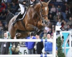 jumper Upsilon d' Ocquier (Belgian Warmblood, 1997, from Landetto)
