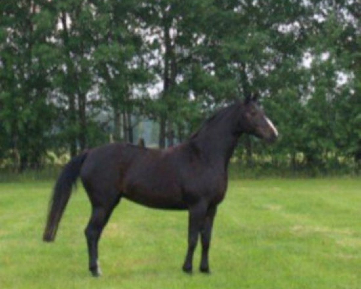 Zuchtstute Freeholders Filou (Brandenburger, 1997, von Freeholder)
