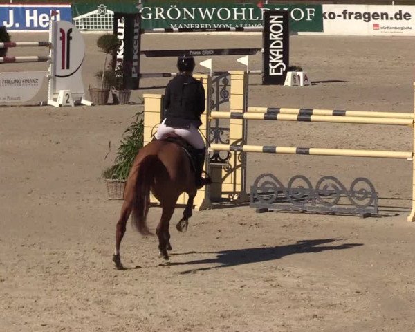 FEI Reitturnier Westergellersen (GER) 2022