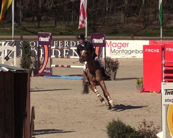 FEI Reitturnier Westergellersen (GER) 2022