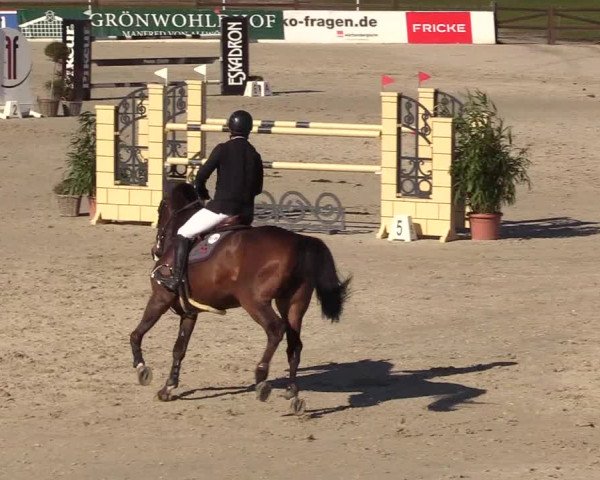 FEI Reitturnier Westergellersen (GER) 2022