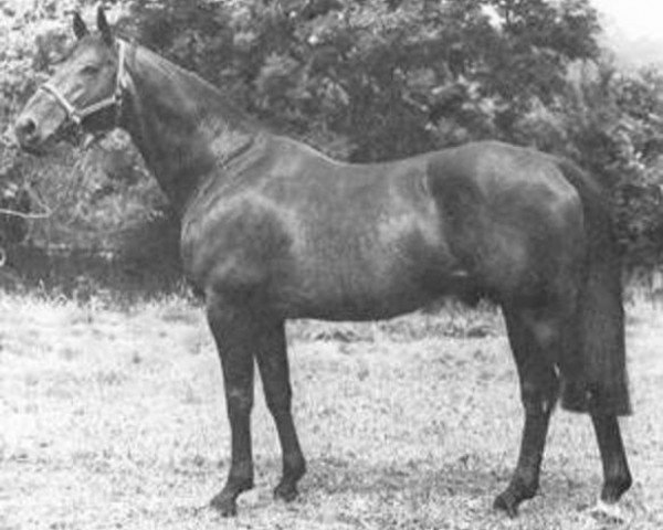 stallion Nykio (Selle Français, 1957, from Fra Diavolo xx) stallion Nykio (Selle Français, 1957, from Fra Diavolo xx)