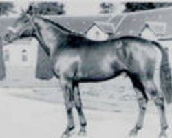 Deckhengst Jasmin (Selle Français, 1975, von Pot d'Or xx)