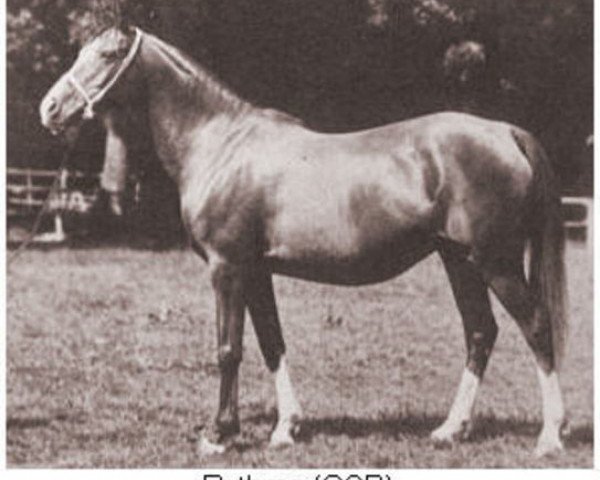 broodmare Rhytma ox (Arabian purebred, 1917, from Berk 1903 ox)