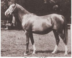 broodmare Rhytma ox (Arabian purebred, 1917, from Berk 1903 ox)