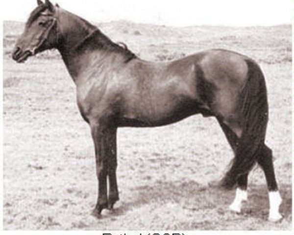 stallion Rythal ox (Arabian purebred, 1933, from Shareer 1923 ox) stallion Rythal ox (Arabian purebred, 1933, from Shareer 1923 ox)