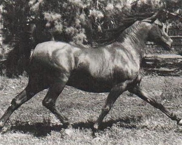 stallion Abiram ox (Arabian purebred, 1961, from Noran 1956 ox)