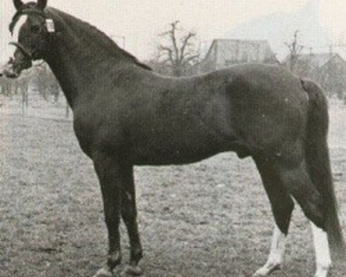 stallion Ismaël ox (Arabian purebred, 1965, from Abiram ox)