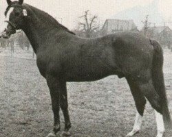 stallion Ismaël ox (Arabian purebred, 1965, from Abiram ox)