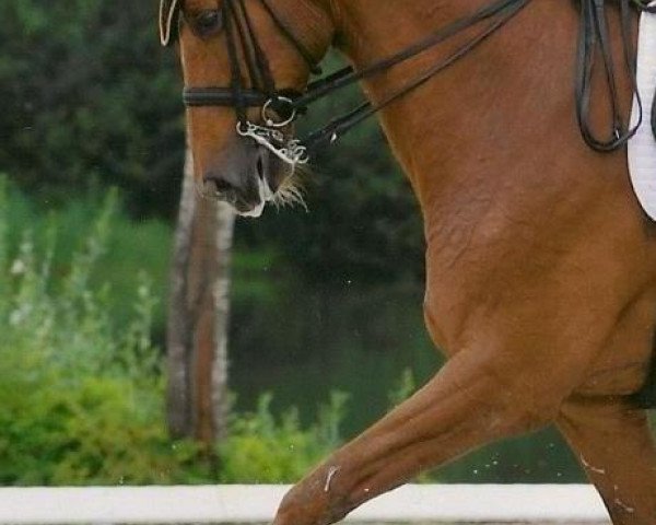 dressage horse Larinero 9 (Württemberger, 1996, from Laphroaig) dressage horse Larinero 9 (Württemberger, 1996, from Laphroaig)