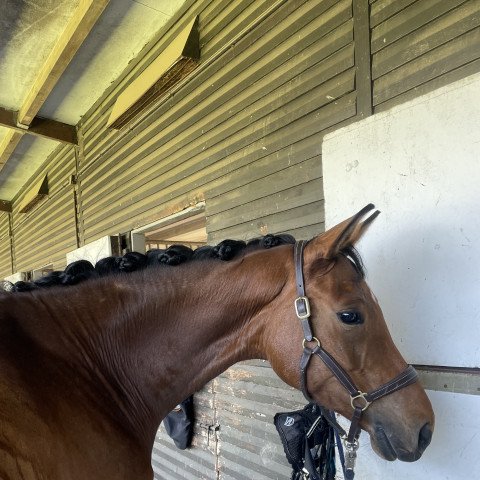 dressage horse Daria (Hanoverian, 2017, from DSP de Sandro)