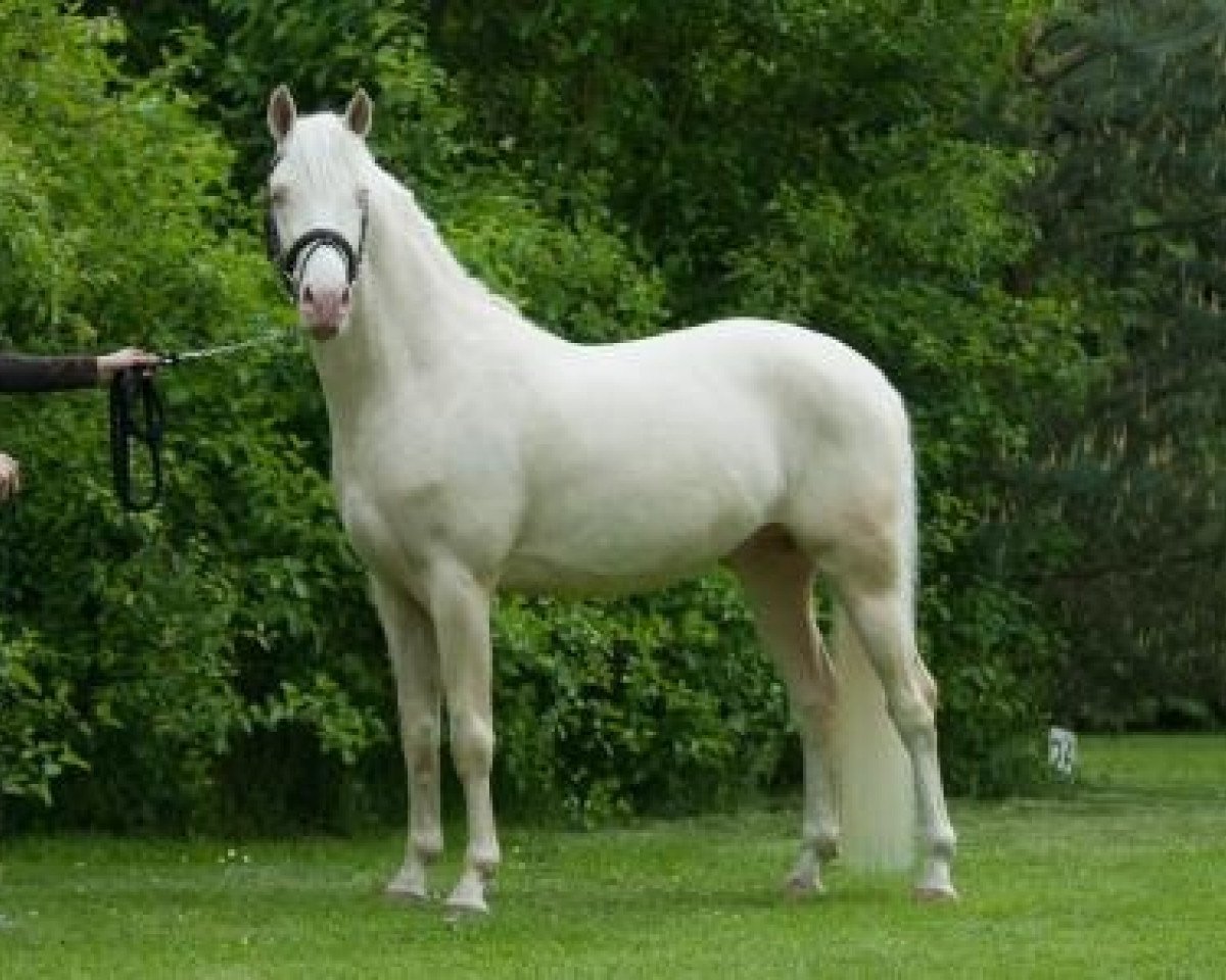 Deckhengst Don Cremello du Bois (Nederlands Rijpaarden en Pony, 2007, von Der Harlekin B)