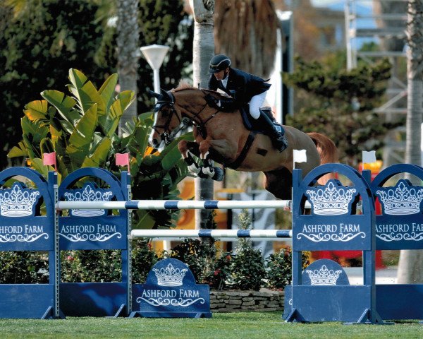 broodmare Zuckersuess D'Argilla (Holsteiner, 2007, from Casall Ask)