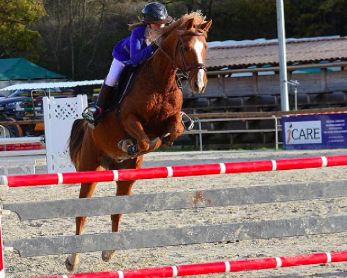 horse Tirano de La Chaise (Selle Français, 2007, from Champi)