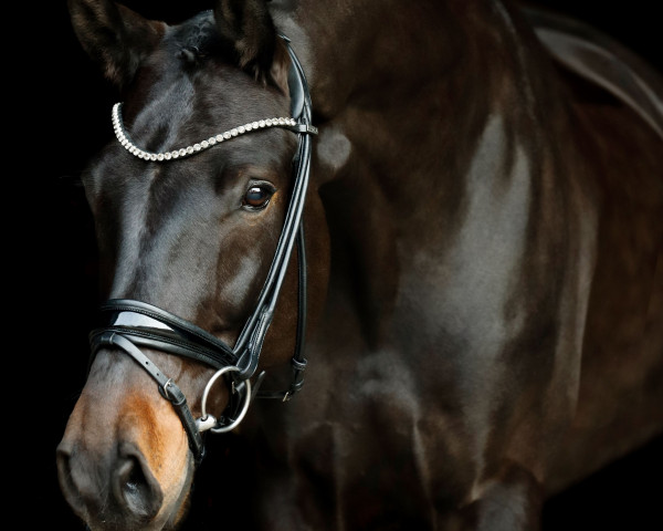 dressage horse Sokolov (Westphalian, 2015, from Sorento OLD)