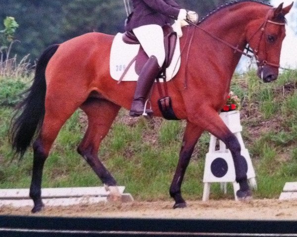 Zuchtstute Donna Princess Sparkle (Westfale, 2002, von Damiani)